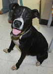 10/2/11 See Video of Jose Shelter Dog Abandoned by Family -Too Young to Die -Please Adopt or Rescue