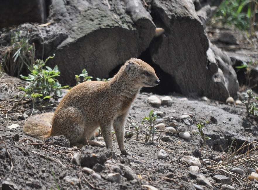 ZOOTOGRAFIANDO (MI COLECCIÓN DE FOTOS DE ANIMALES) MANGOSTA AMARILLA / YELLOW MONGOOSE
