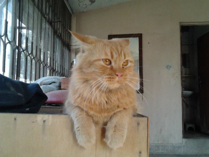 Persian Male Yellow Eyed Cat For Sale In Lahore Pets For Sale In Pakistan