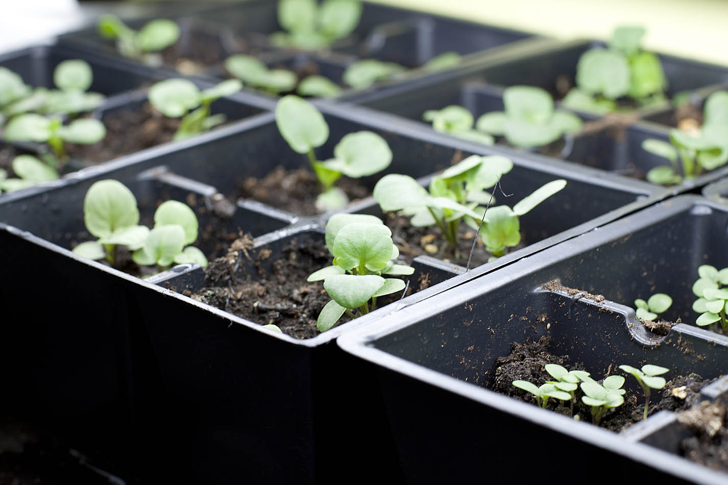 Why You Should Grow Pansies From Seed Frau Zinnie