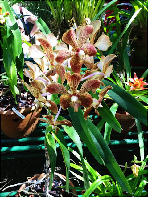 visita-al-orquideario-de-soroa-la-letra-corta visita-al-orquideario-de-soroa-la-letra-corta