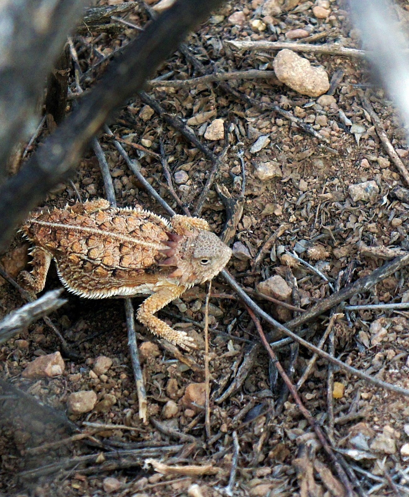 Eoy Report And Adios For A While Field Herp Forum