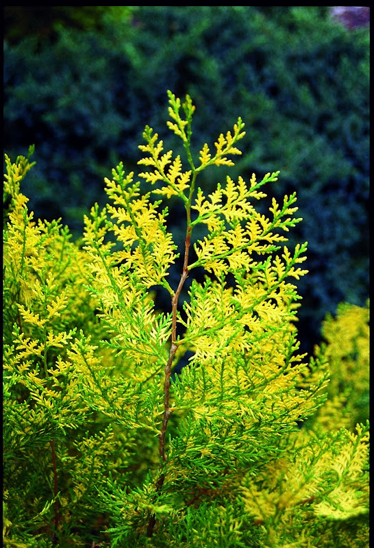 Flora Wonder Blog Variegated Conifers Part 2