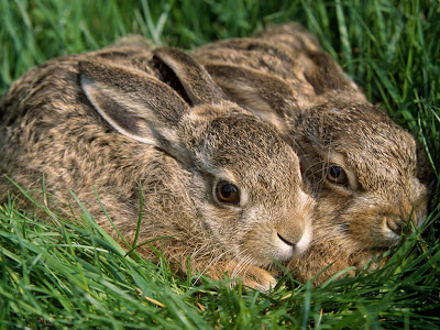 Linda pareja de conejos sobre el pasto verde