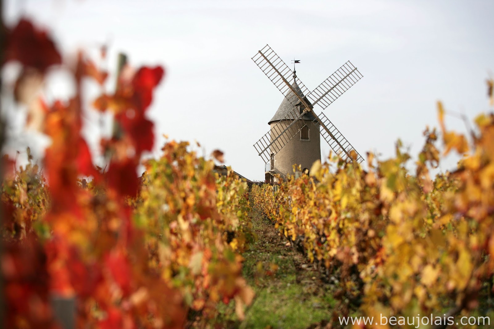 Wine, food and other pleasures Beaujolais a neglected French classic