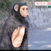 Man In Chimp Suit Goes Wild In Tokyo Zoo, Taken Down By Tranquilizer Dart (Video)