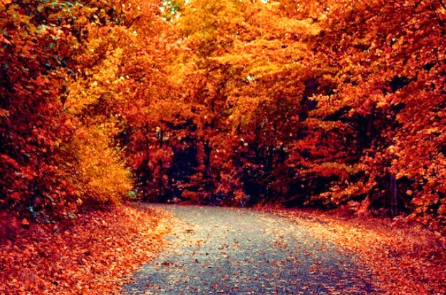 Thoughtful Presence: Autumn Inspiration