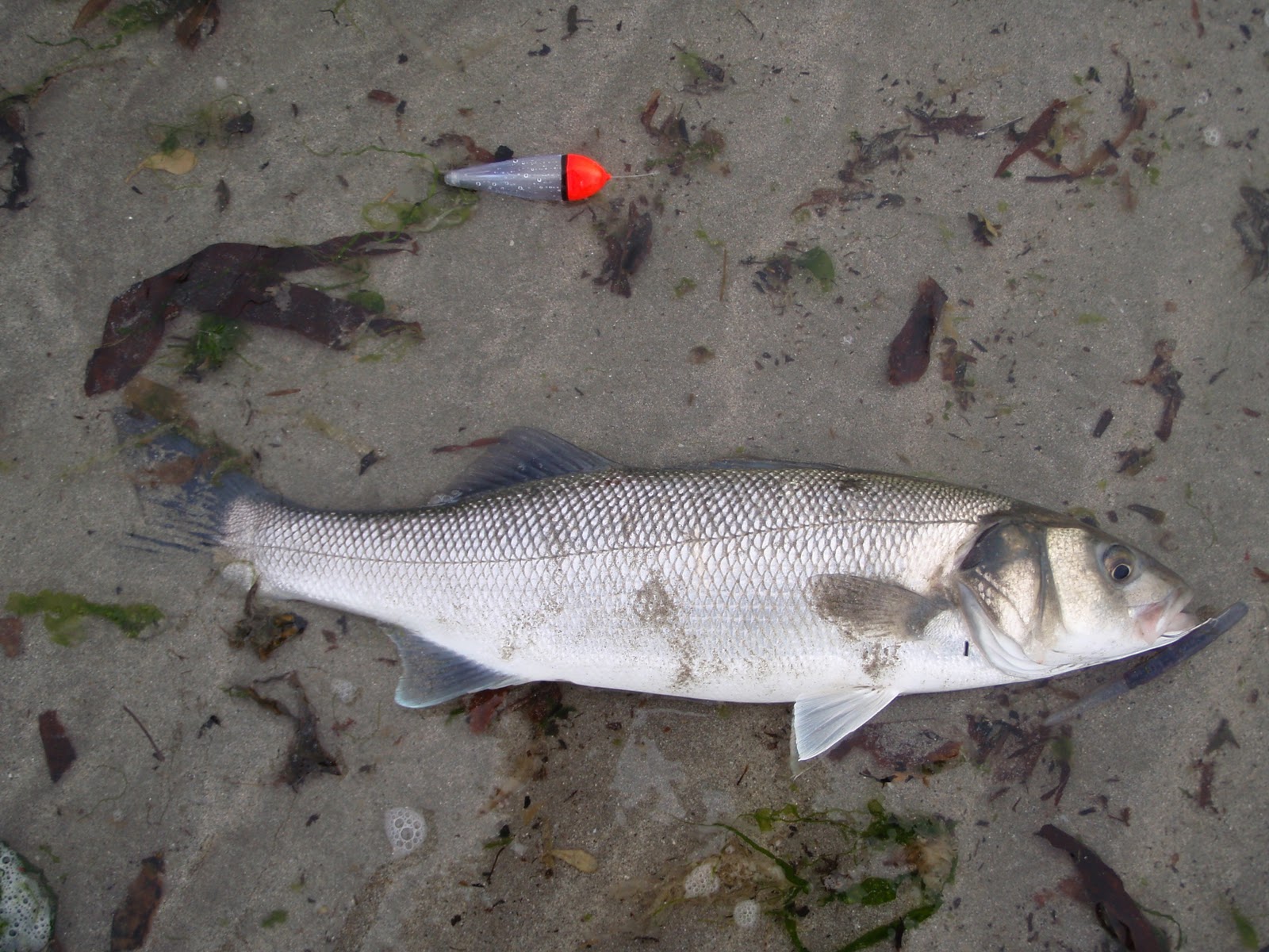 Bass Guide Floatfishing Soft Plastics.