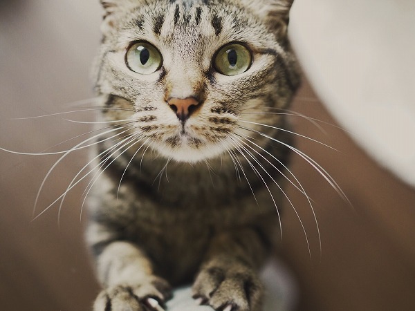 ニンゲンの脚に寄りかかって抱っこ待ちしてるキジトラ猫