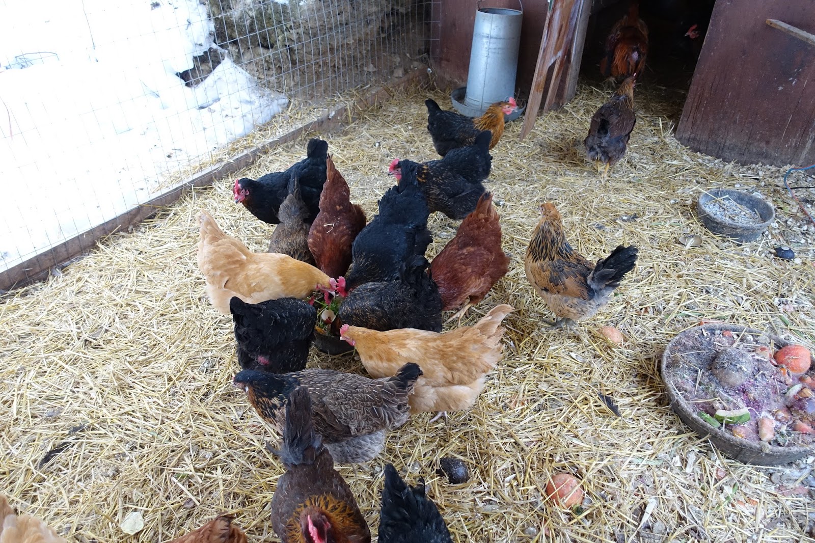 Wild Roots Homestead: Does your cold weather chicken coop ...