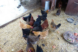 chicken coop heat need cold weather chickens wild homestead winter lamp roots simple degrees zero ten outside above today kerala
