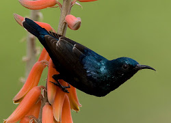 sunbird purple mature arunachala birds male