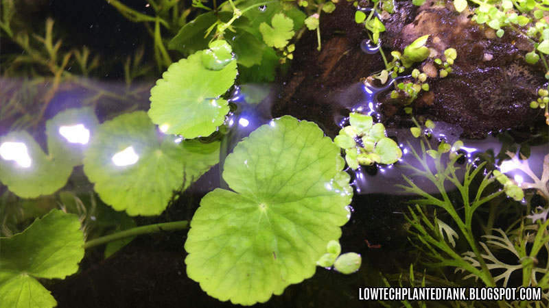 Hydrocotyle