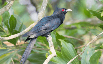 Daftar Harga Burung Tuwu Update Terbaru Ketika Ini