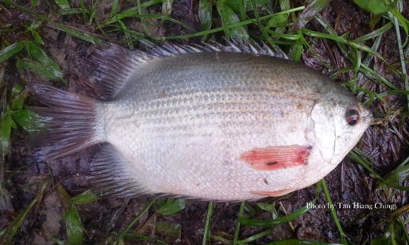 Gambar Ikan Hias Air Tawar Beserta Namanya