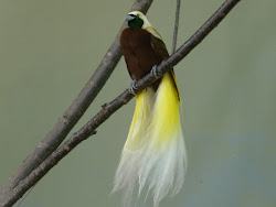 paradise bird birds greater islands indonesia planet earth birding highlands opportunities cp travel far mindblowing posted faraweek week