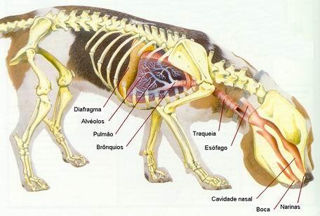 Alimentos para humanos que podem matar seu shih tzu