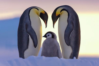 Burung Penguin