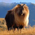 Trusty Tahr, a newest Ubuntu codename (14.04 LTS)
