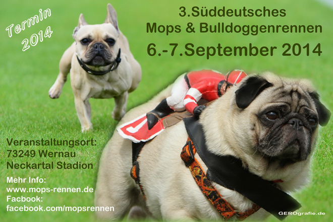 Mops und Bulldoggen Rennen 2014 Mops und Bulldoggen Rennen 2014