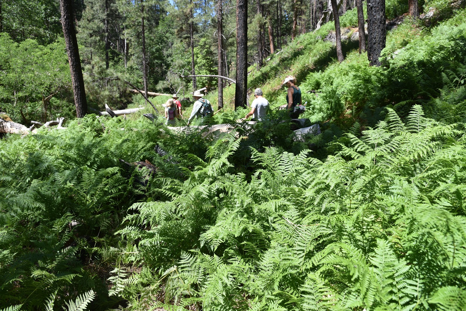 Arizona Hiking PIVOT ROCK CANYON & WILDCAT SPRING