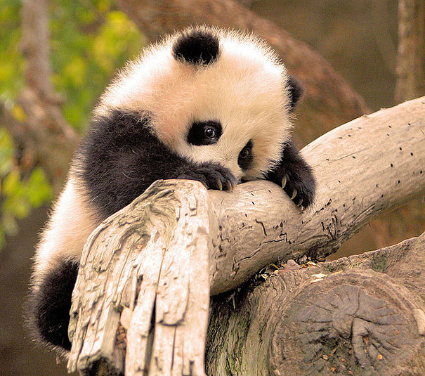 Baby Animals: Baby Panda 2