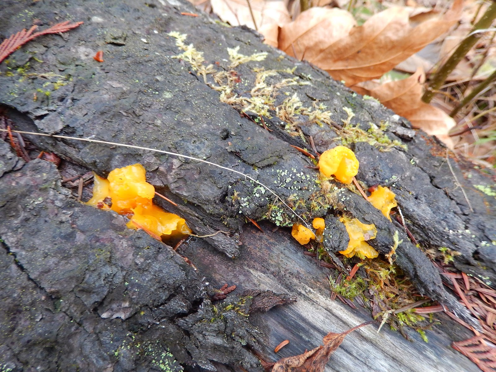Powell River Books Blog Coastal BC Fungi Orange Jelly Fungus