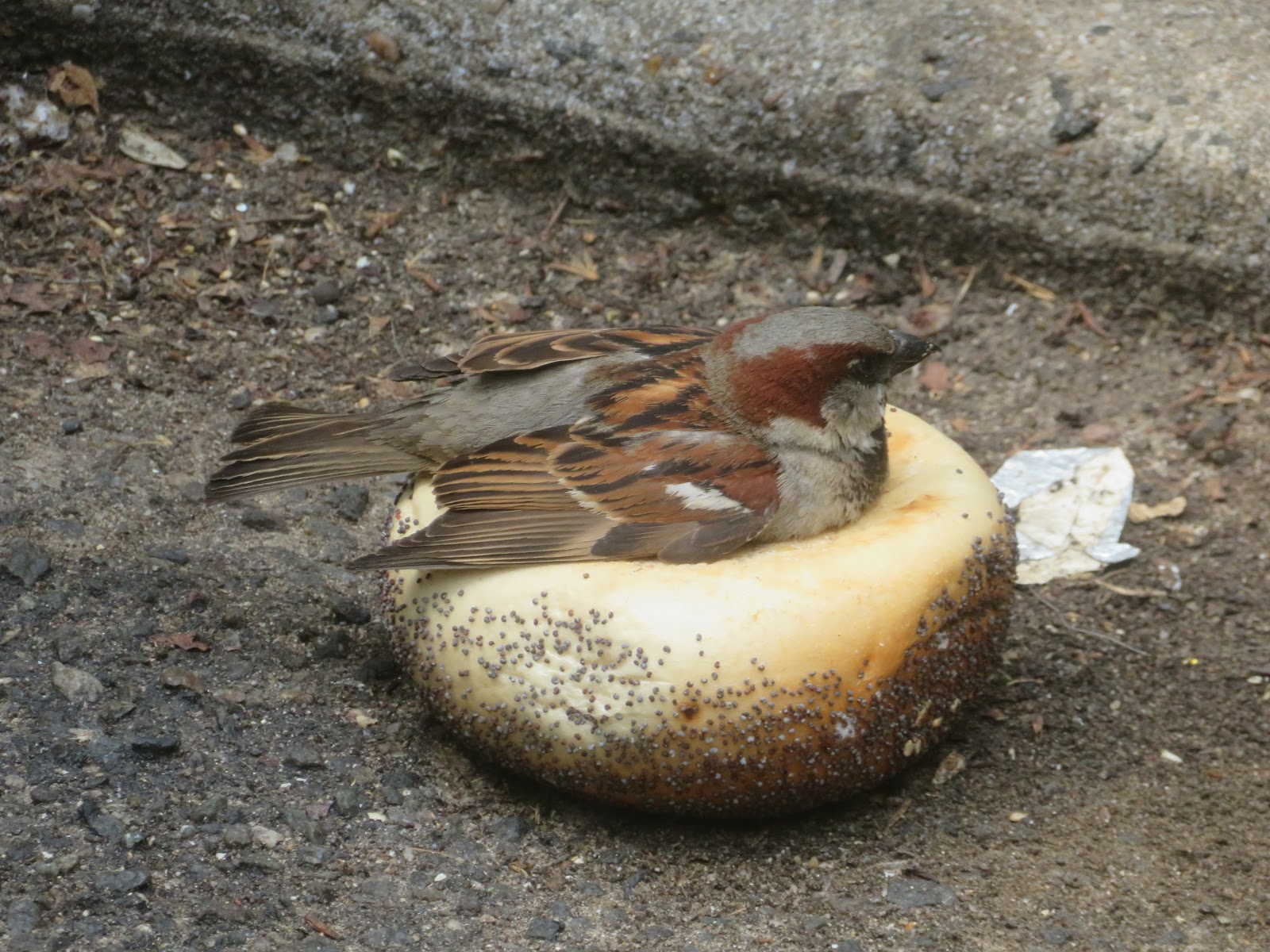 EV Grieve Noting the arrival of the Poppy Seed Bagel Sparrow's Nest in Tompkins Square Park