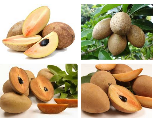 Sawo: Buah Berwarna Coklat yang Jadi Favorit Manusiain