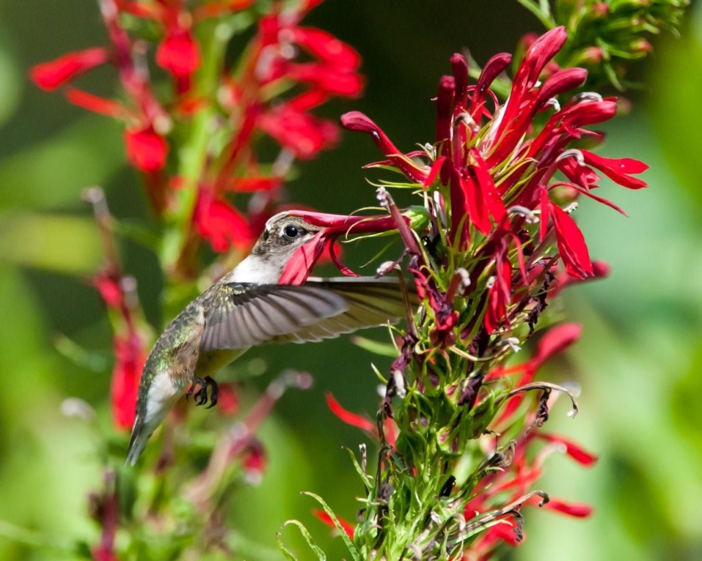 Bird In Everything: Hummingbird Attracting Flowers