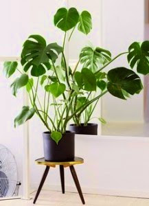 Philodendron salvaje