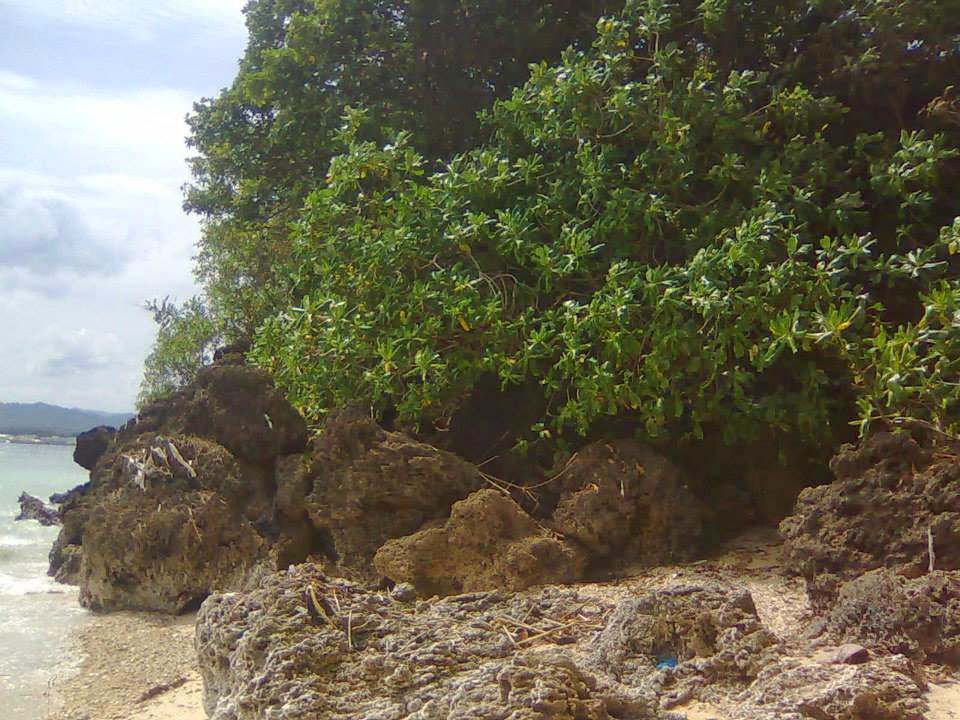 Bohol Lot for Sale Properties White Beach Lot for Sale