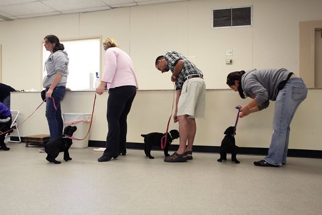 PSICOLMASCOT: Obtener una educación en el colegio canino