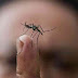Sigue Veracruz en segundo con más casos de dengue