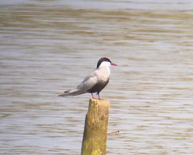 Whiskered Tern - Sandbach Flashes, Cheshire