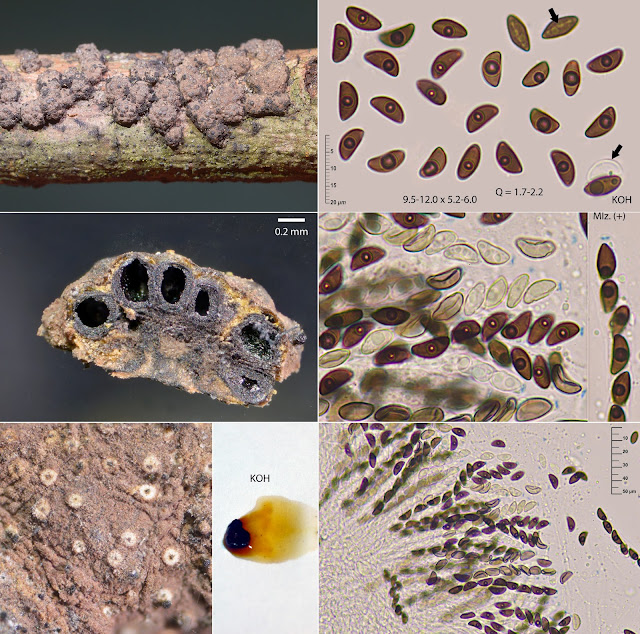 Hypoxylon perforatum