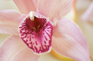 orchid_vagina_c.jpg