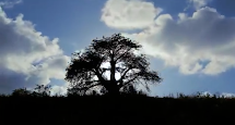 Baobás de Porto de Galinhas. Direção de Marcelo Pnhheiro