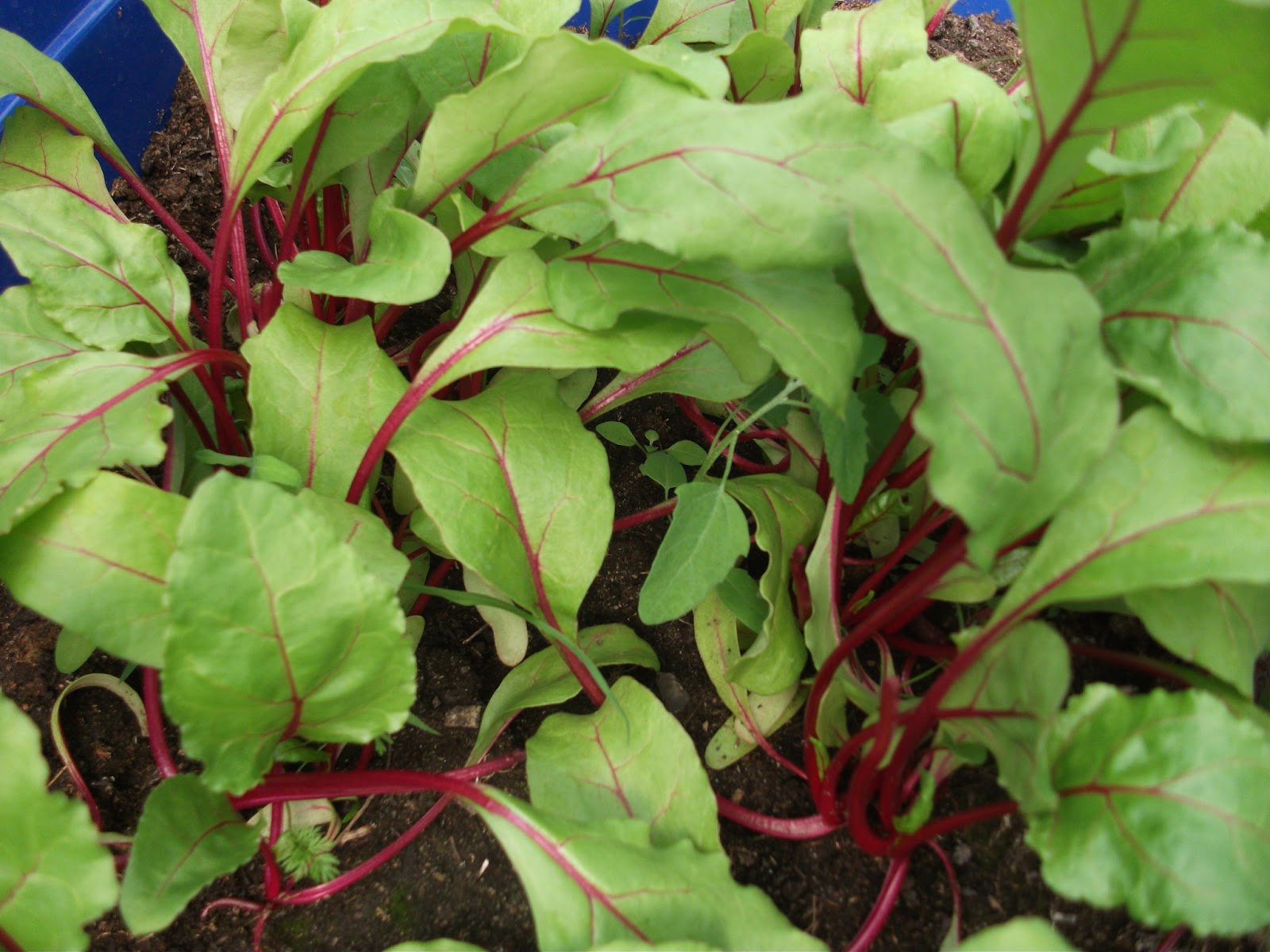 Cold Hands Warm Earth Radish and Sugar Snap Peas on Baby Beet Greens