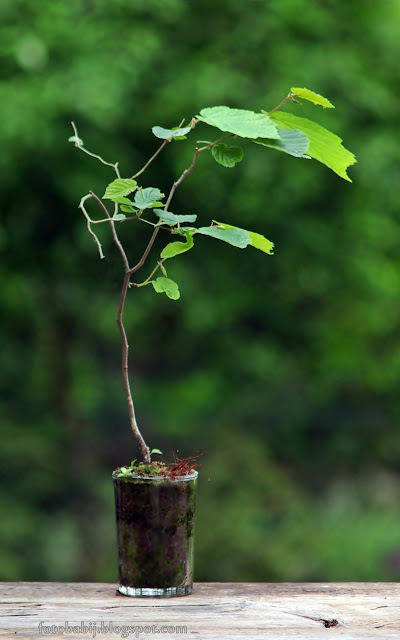 http://fotobabij.blogspot.com/2015/08/bonsai-w-niskiej-szklance-mko-a.html