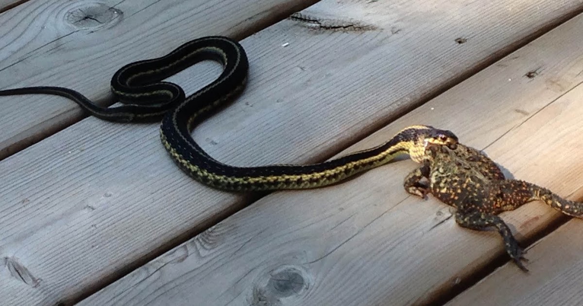 Marecka pisze... Pies ogrodnika