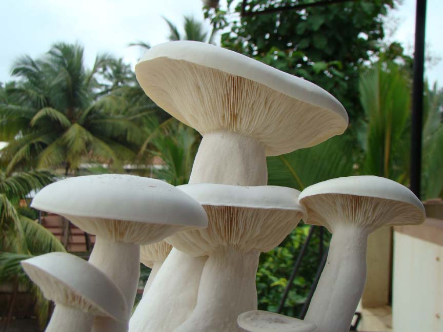 Agro Farming Business In India Milky mushroom cultivation in south india