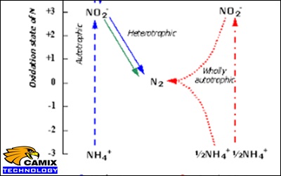 Xử lý amoni trong nước thải cao ốc văn phòng – Cơ sở lý thuyết các quá trình xử lý nitơ
