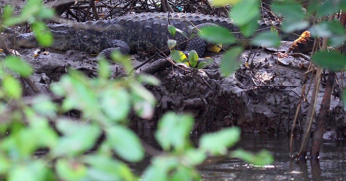 Mugger Crocodile 