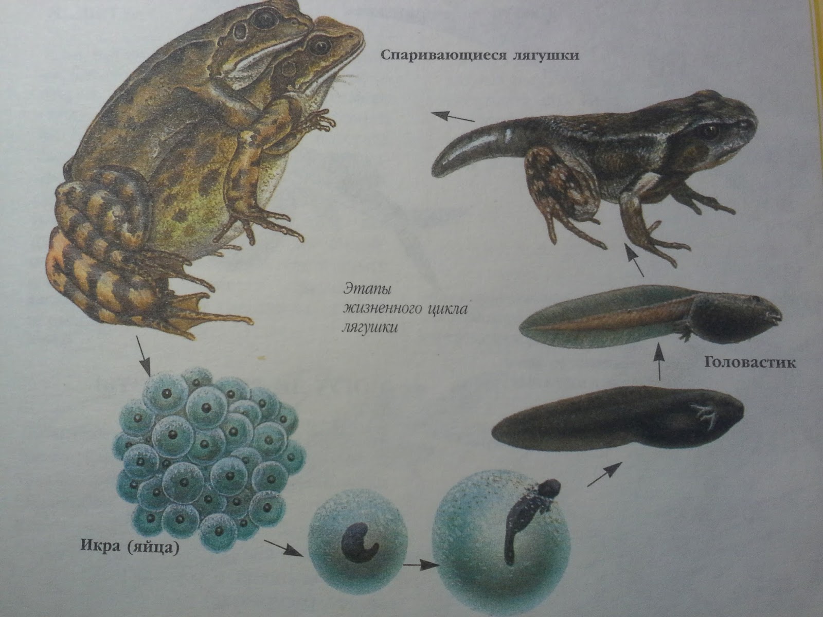 Развитие головастика земноводных. Эволюция лягушки из головастика. Последовательность развития головастика лягушки. Стадии развития головастика лягушки. От головастика до лягушки.