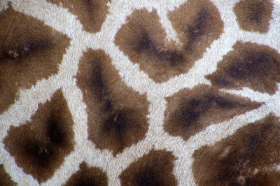 How to control fleas in the carpet with seven really-working products How to control fleas in the carpet with seven really-working products