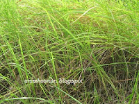 Lalang depan rumah