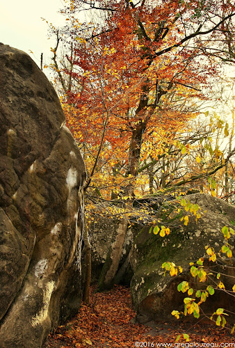 Hêtre à l'automne, Bas Cuvier, Fontainebleau Hêtre à l'automne, Bas Cuvier, Fontainebleau