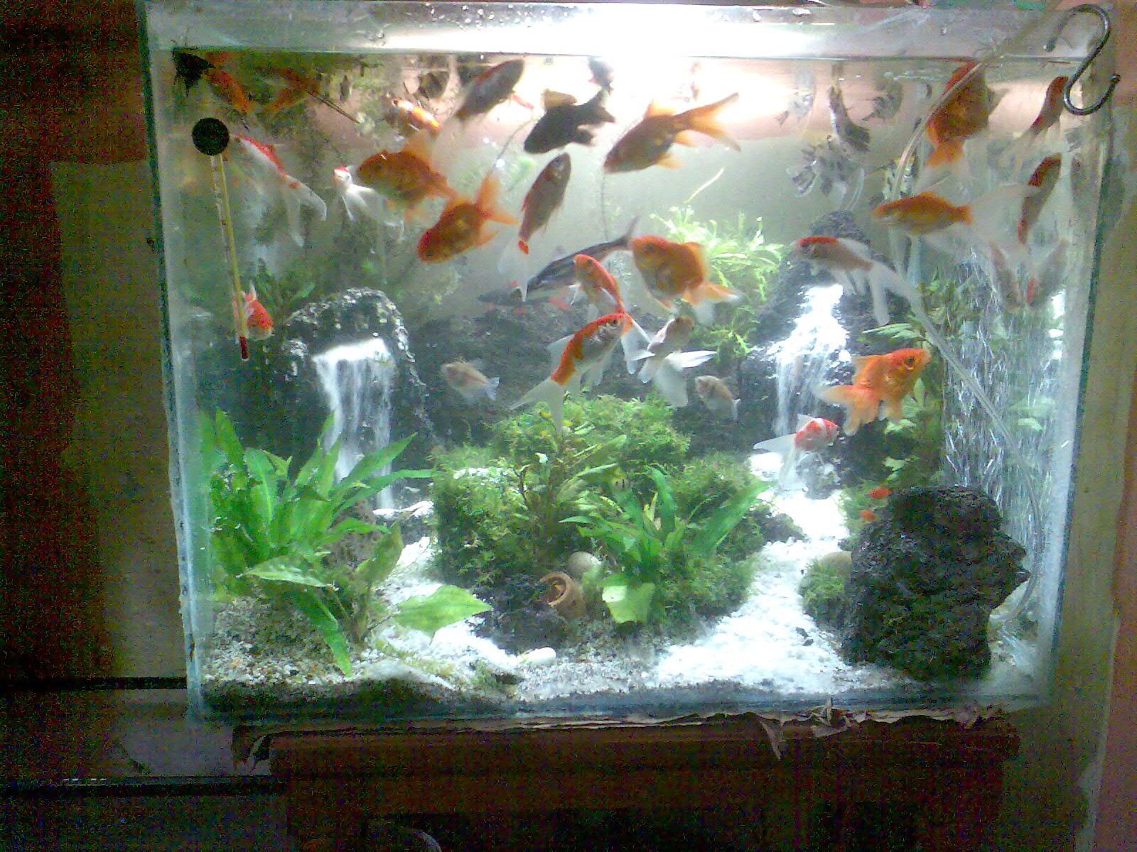 Aquascape Pay Cobain