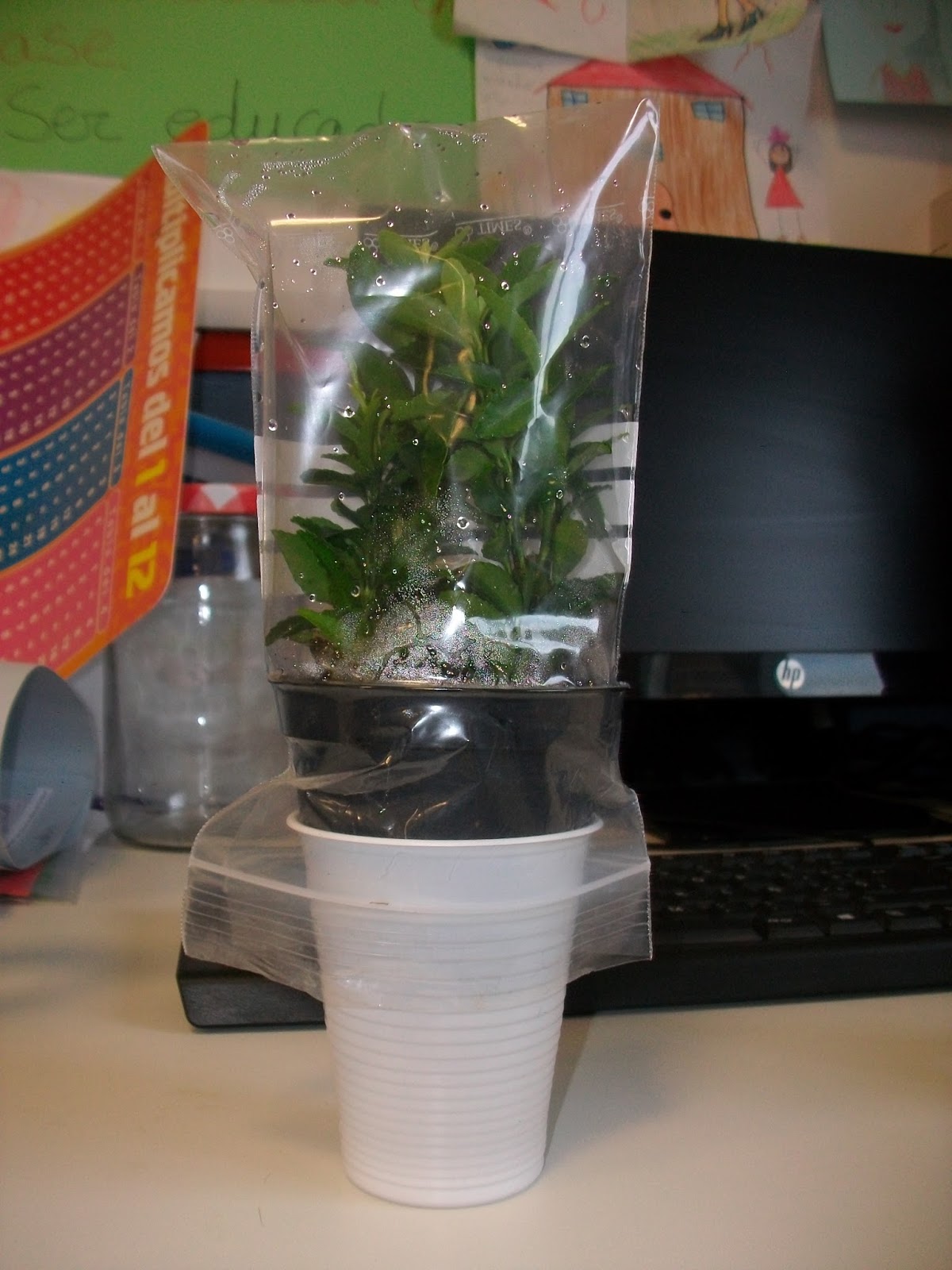 CIFRAS Y LETRAS: Experimentos: las plantas